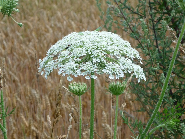 how to spot giant hogweed