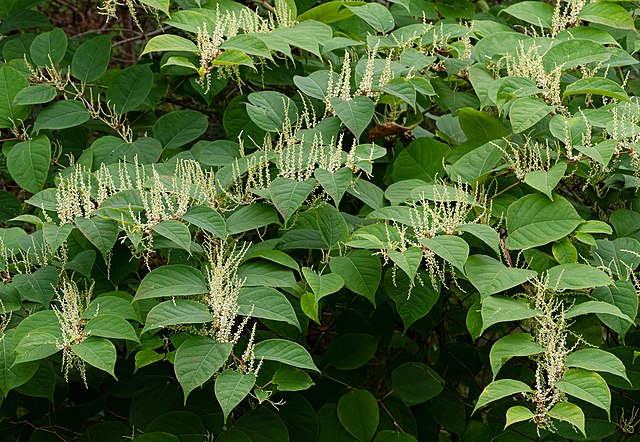 Japanese Knotweed Costs the UK £41 Million Each Year