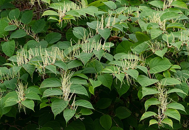 Japanese knotweed