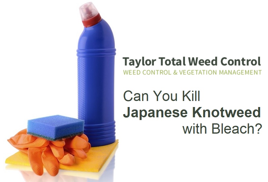 Can You Kill Japanese Knotweed with Bleach?