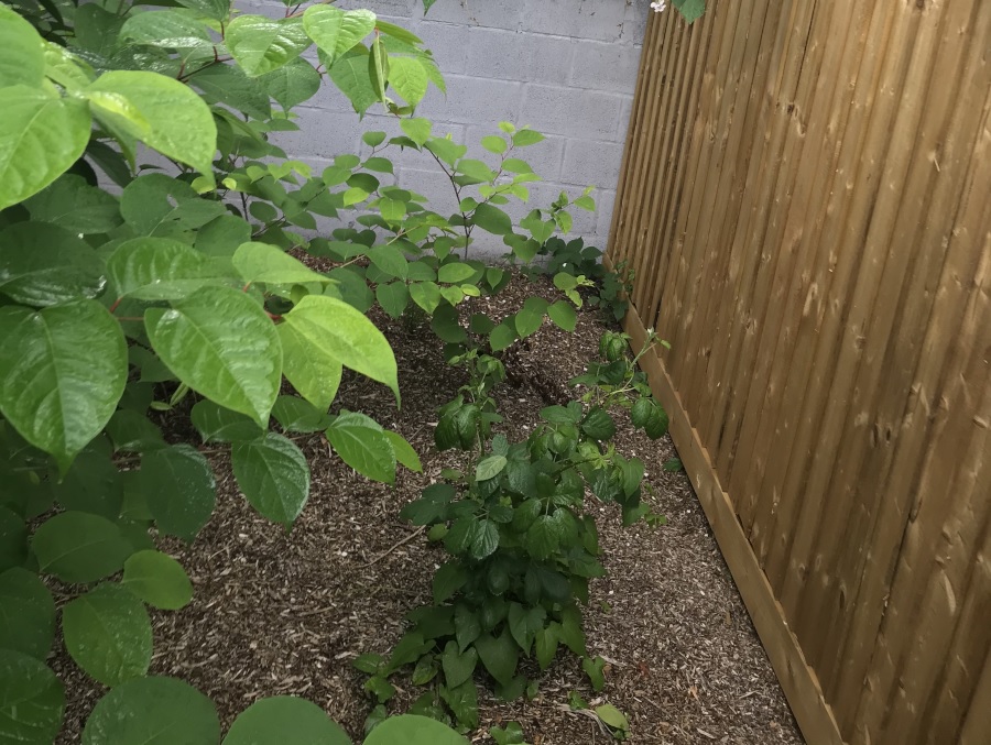 Japanese knotweed growing near a garden fence