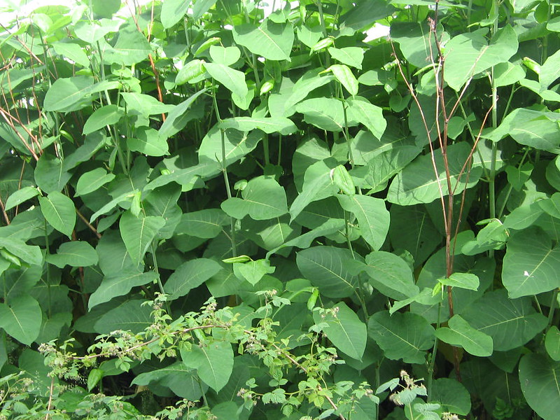 Japanese knotweed plant