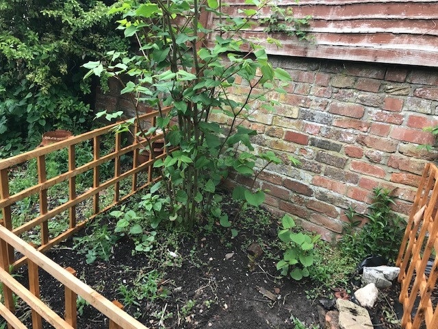 Japanese knotweed in the garden