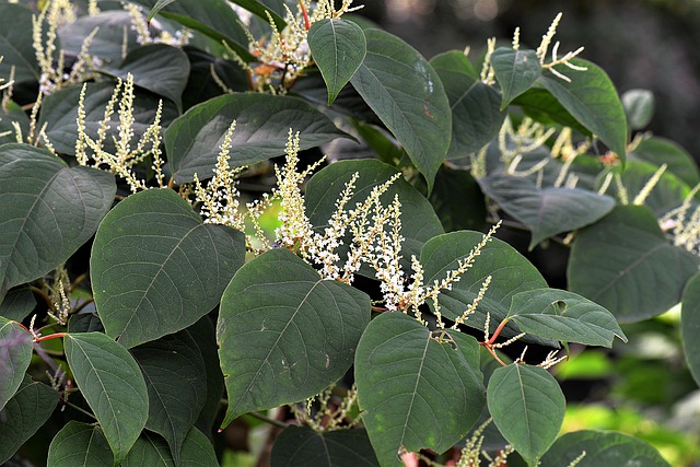 Japanese knotweed research
