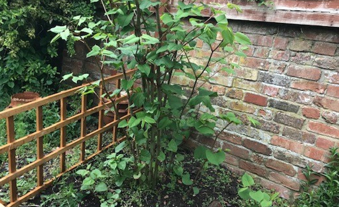 Japanese Knotweed growing against stone wall in garden
