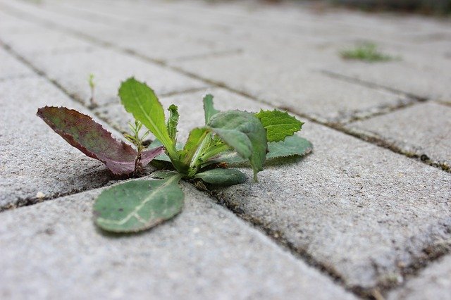 Weeds growing through pavement cracks