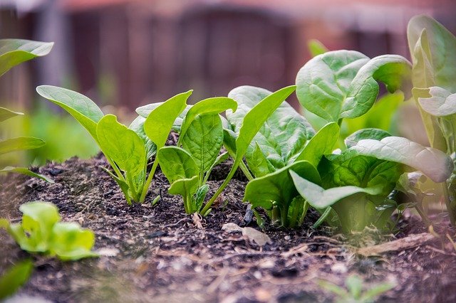Spinach plants in soil