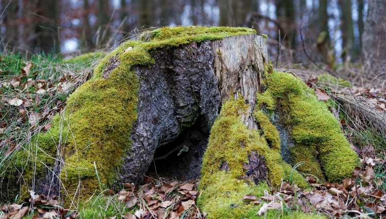 moss covered tree stump, slightly rotten, how to remove a tree stump