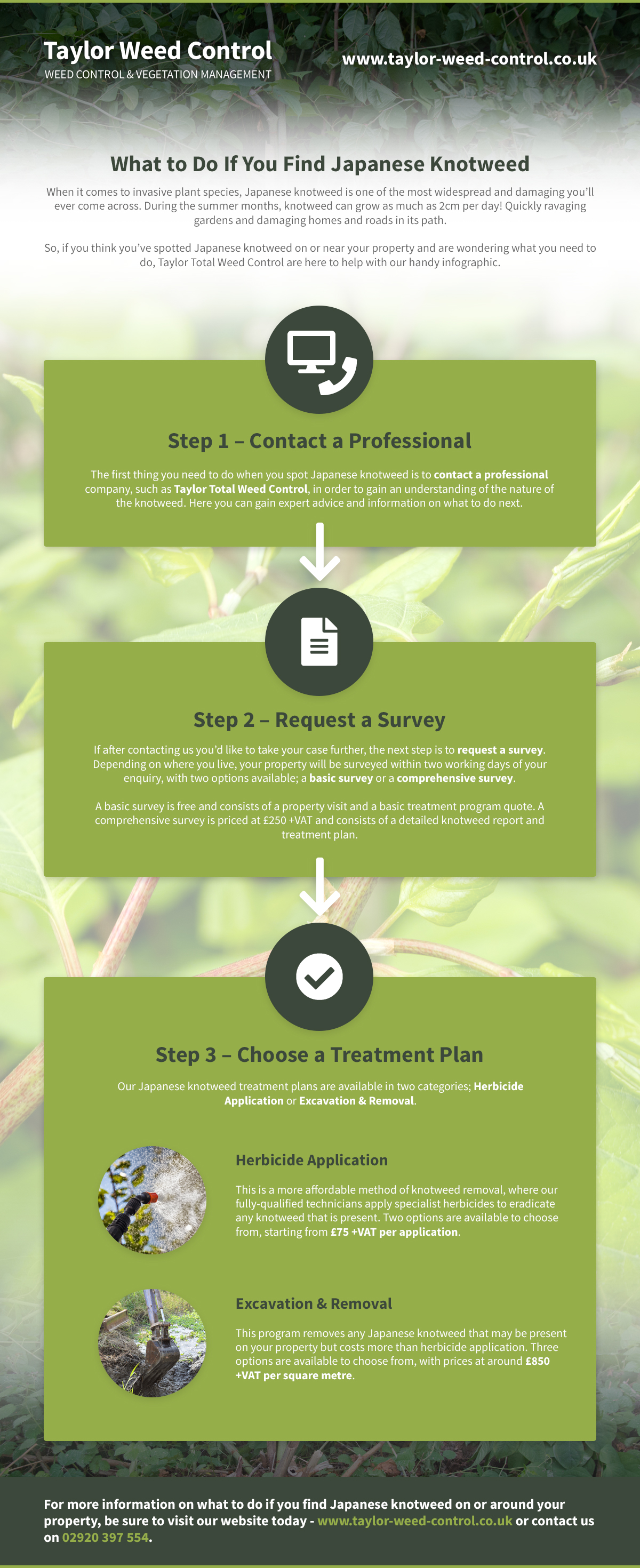 What to Do If You Find Japanese Knotweed Infographic