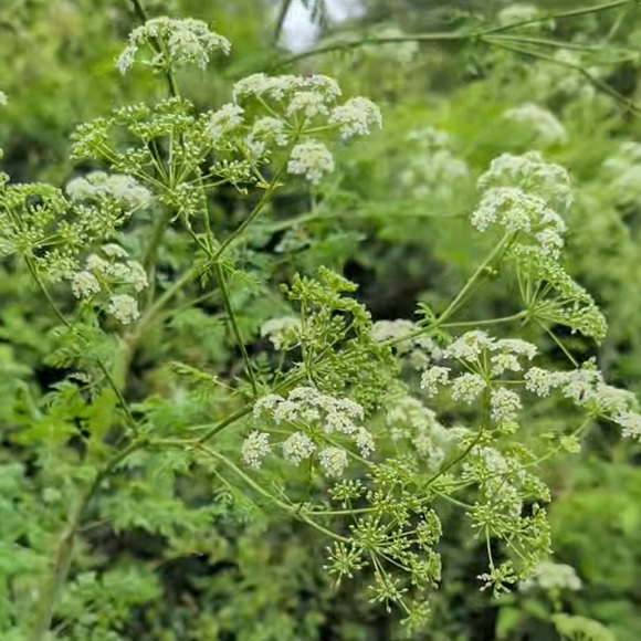 Hemlock removal