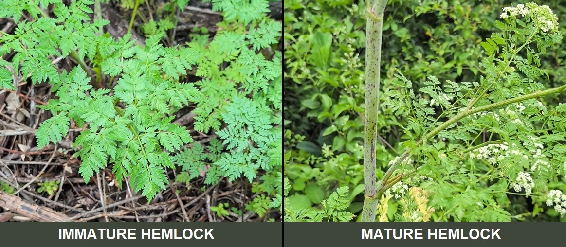 Photos showing immature and mature hemlock plants